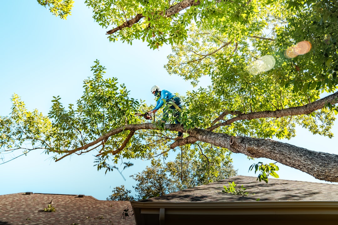Tree63 crew working a removal in Longview, TX